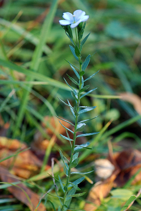 Linum bienne (Malpighiales - Linaceae)